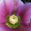 Helleborus orientalis (Lenten rose)