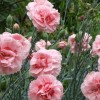 Dianthus 'Doris' (Modern pink 'Doris')