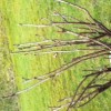 Forsythia x intermedia 'Week End' (Forsythia 'Week End')