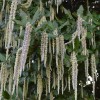Garrya elliptica (Silk tassel bush)