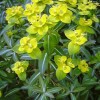 Euphorbia 'Excalibur' (Spurge 'Excalibur')