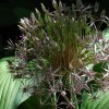 Allium cristophii (Star of persia)
