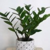 Zamioculcas zamiifolia (Fern arum)