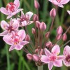 Butomus umbellatus (Flowering rush)