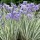 Iris pallida 'Argentea Variegata'    