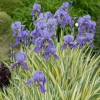 Iris pallida 'Aurea Variegata'  (Sweet iris)
