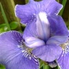             Iris sibirica 'Silver Edge'   (Siberian iris 'Silver Edge')        