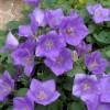 Campanula carpatica 'Blaue Clips' (Tussock bellflower 'Blaue Clips')