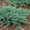 Juniperus horizontalis 'Blue Chip' (Creeping juniper 'Blue Chip' )