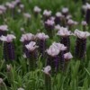 Lavandula stoechas 'Lilac Wings' (French lavender 'Lilac Wings')