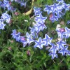 Lithodora (Lithodora diffusa 'Blue Star')