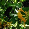 Honeysuckle (Lonicera x tellmanniana)
