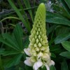Lupinus 'Gallery White' (Gallery Series) (Lupin 'Gallery White')
