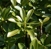 Daphne laureola subsp philippi