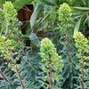 Euphorbia x martini 'Tiny Tim' (Euphorbia 'Tiny Tim')