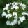 Hydrangea macrophylla 'Fireworks'