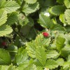 Fragaria vesca (Woodland strawberry)