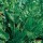 Beta vulgaris subsp. cicla var. flavescens 'Perpetual Spinach'