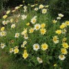 Argyranthemum 'Jamaica Primrose' (Marguerite 'Jamaica Primrose')