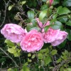 Rosa 'Strawberry Hill' (Rose 'Strawberry Hill')