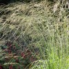 Molinia caerulea subsp. arundinacea 'Transparent' (Purple moor grass 'Transparent')