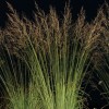 Molinia caerulea subsp. arundinacea 'Transparent' (Purple moor grass 'Transparent')