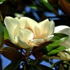 Magnolia grandiflora 'Gallissonniere' (Bull bay 'Gallissonniere')