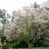 Saucer magnolia  (Magnolia x soulangeana )