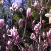 Magnolia x soulangeana  (Saucer magnolia )