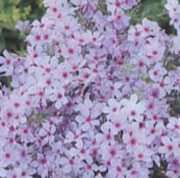 Phlox divaricata subsp. laphamii 'Chattahoochee'