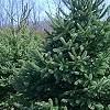 Picea glauca 'Conica' (Spruce) - Pg
