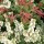 Pieris japonica 'Prelude' 
