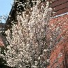 Prunus nipponica var. kurilensis 'Brilliant' (Kurile cherry 'Brilliant')