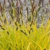 Carex elata 'Aurea' (Bowles' golden sedge)