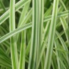 Carex 'Silver Sceptre' (Sedge 'Silver Sceptre')