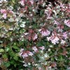 Abelia x grandiflora 'Edward Goucher' (Abelia 'Edward Goucher')