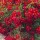 Rosa 'Flower Carpet Red Velvet'