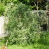 Salix babylonica (Weeping willow)