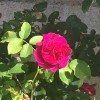 Rosa 'L.D. Braithwaite'  (Shrub rose 'Rosa L.D. Braithwaite' )