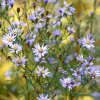 Aster 'Little Carlow' (cordifolius hybrid) (Michaelmas daisy 'Little Carlow')