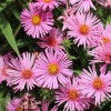 Symphyotrichum novae-angliae 'Harrington's Pink' (Hairy michaelmas daisy 'Harrington's Pink')