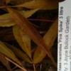             Bugbane 'Pink Spike' (Actaea simplex 'Pink Spike' )        