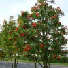 Sorbus aucuparia 'Sheerwater Seedling' (Rowan 'Sheerwater Seedling')