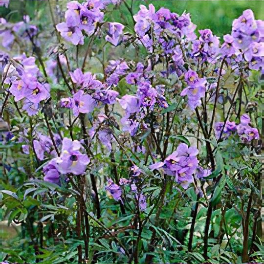 Polemonium yezoense var. hidakanum 'Purple Rain' 