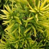 Taxus baccata 'Standishii'  (Standish yew)
