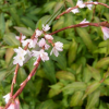 Persicaria odorata (Vietnamese coriander )