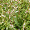 Persicaria odorata (Vietnamese coriander )