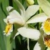 Bletilla striata (Hyacinth orchid)