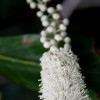 Actaea simplex (Atropurpurea Group) 'Brunette' (Bugbane 'Brunette')