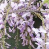 Wisteria floribunda 'Domino' (Japanese wisteria 'Domino')